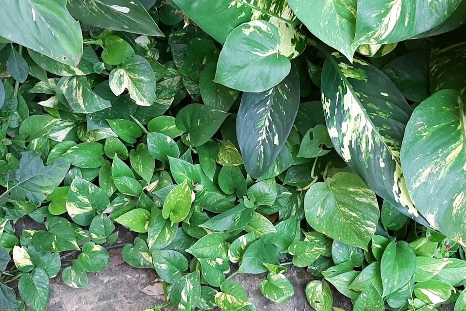 Mẹo làm mới không gian sống với cây trầu bà dây leo nên thử 4