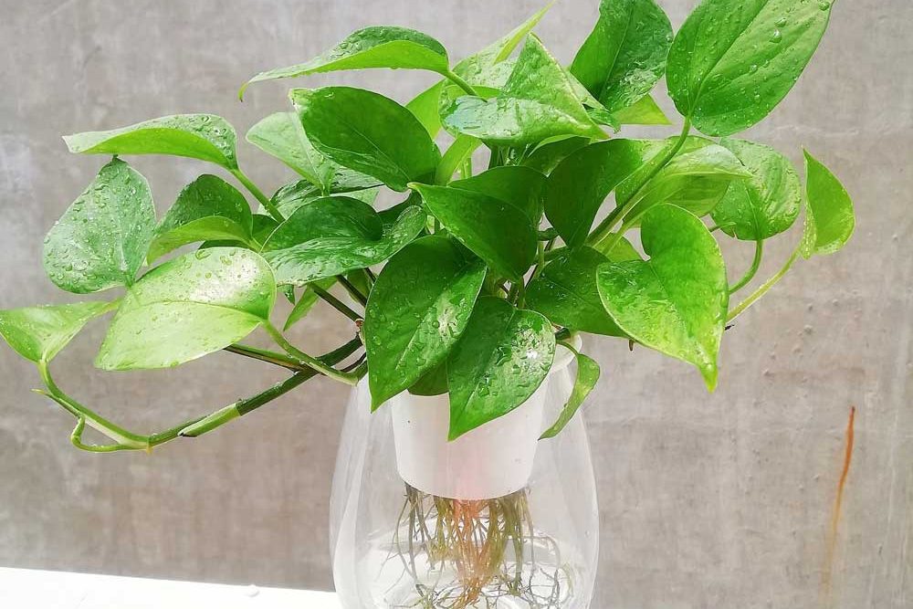 Mẹo làm mới không gian sống với cây trầu bà dây leo nên thử 5