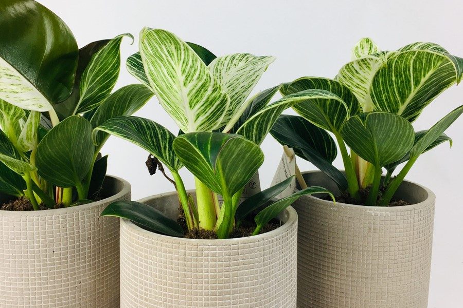 Một số lưu ý khi bón phân cho trầu bà chân vịt 2