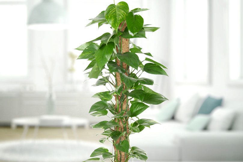 Top 3 cây monstera phù hợp trang trí phòng khách2