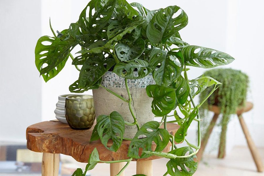 Top 3 cây trầu bà phù hợp phong cách Bohemian du mục cho phòng bạn 4