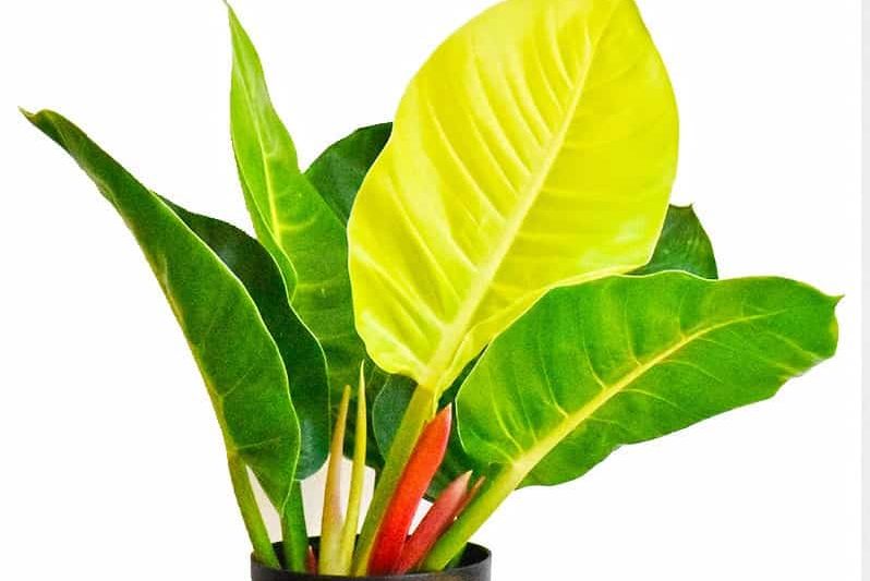 Top 5 cây monstera dễ trồng và chăm sóc 3