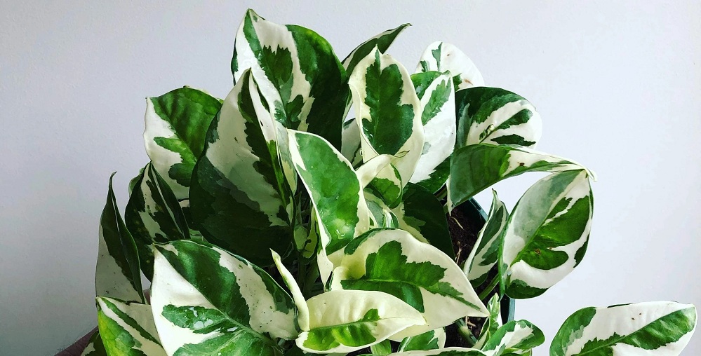 Top 5 cây monstera dễ trồng và chăm sóc 4