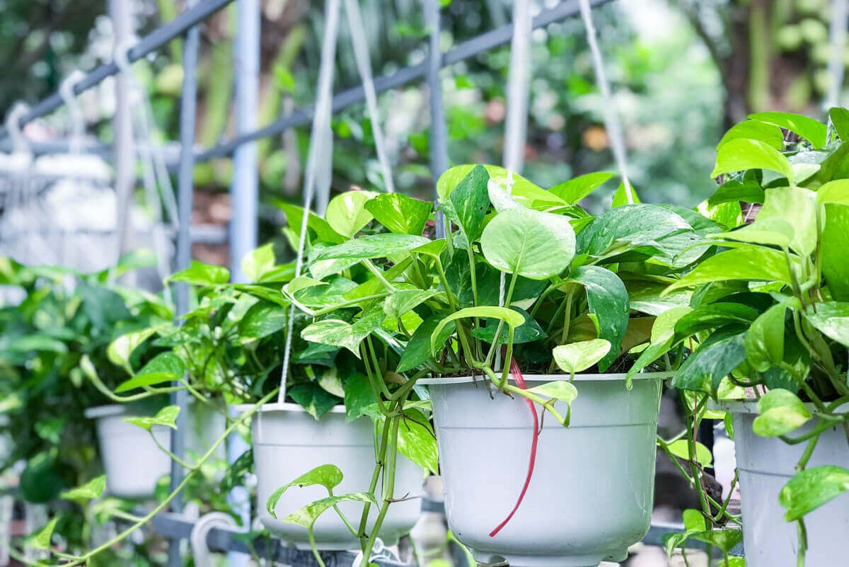 Top 5 cây monstera phù hợp trang trí văn phòng2