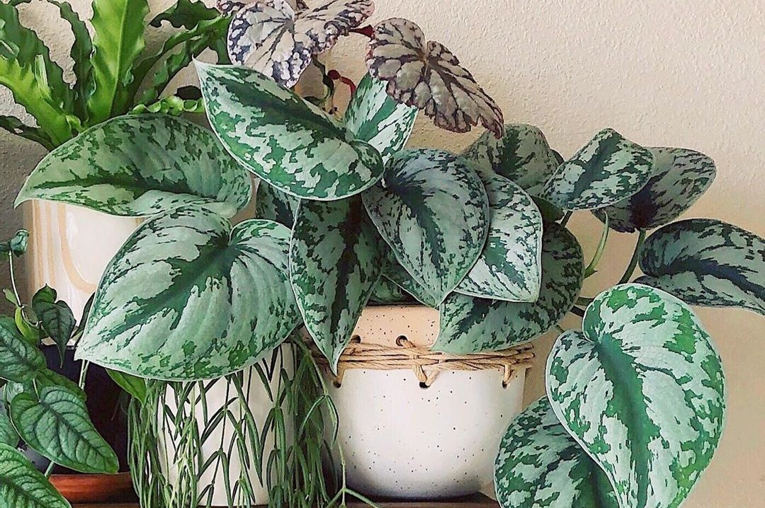 Top 5 cây monstera phù hợp trang trí văn phòng 3