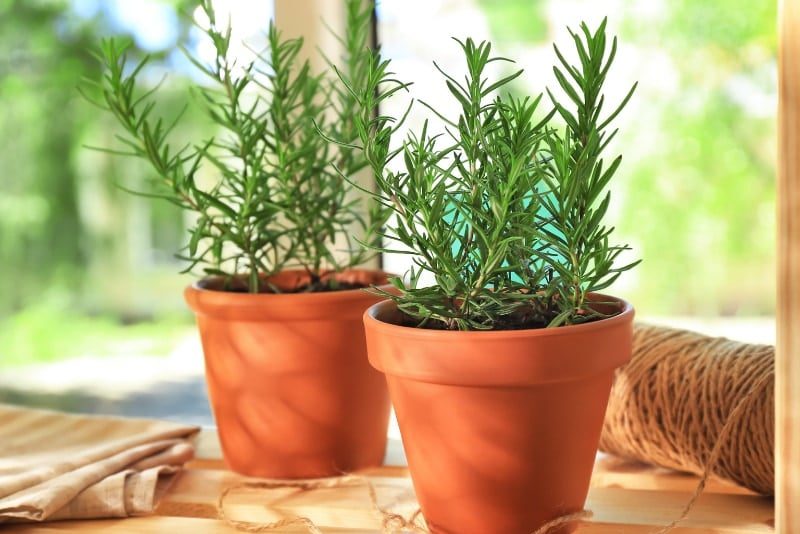 Top 5 cây trang trí nhà bếp mà bạn nên thử 3