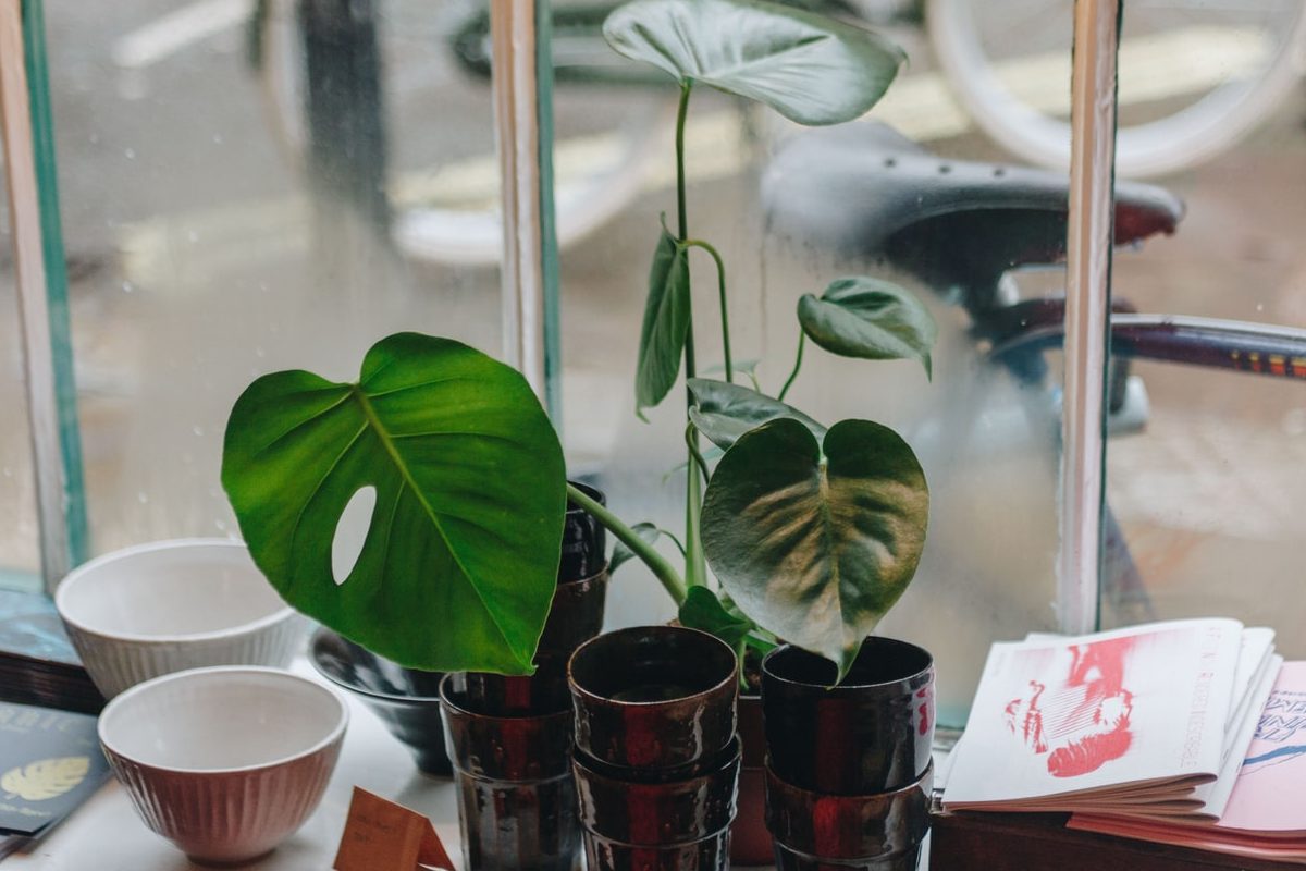 Tại sao không nên trưng cây Monstera trong nhà? 2