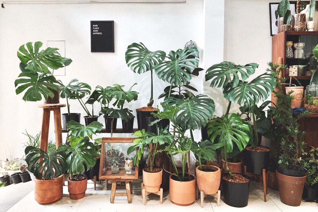 Tại sao không nên trưng cây Monstera trong nhà? 5