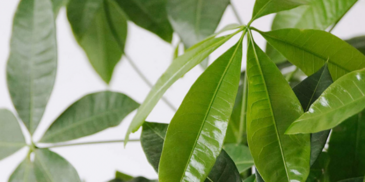 Ý nghĩa cây kim ngân có thể bạn chưa biết 2