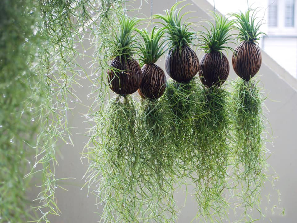 1 Các loại cây không khí mà bạn nên sở hữu trong nhà 1