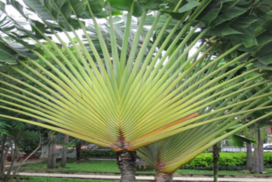 Cách chăm sóc cây chuối cảnh rẻ quạt 3