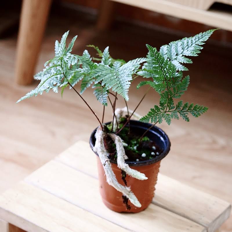 Cách trồng và chăm sóc cây dương xỉ 2