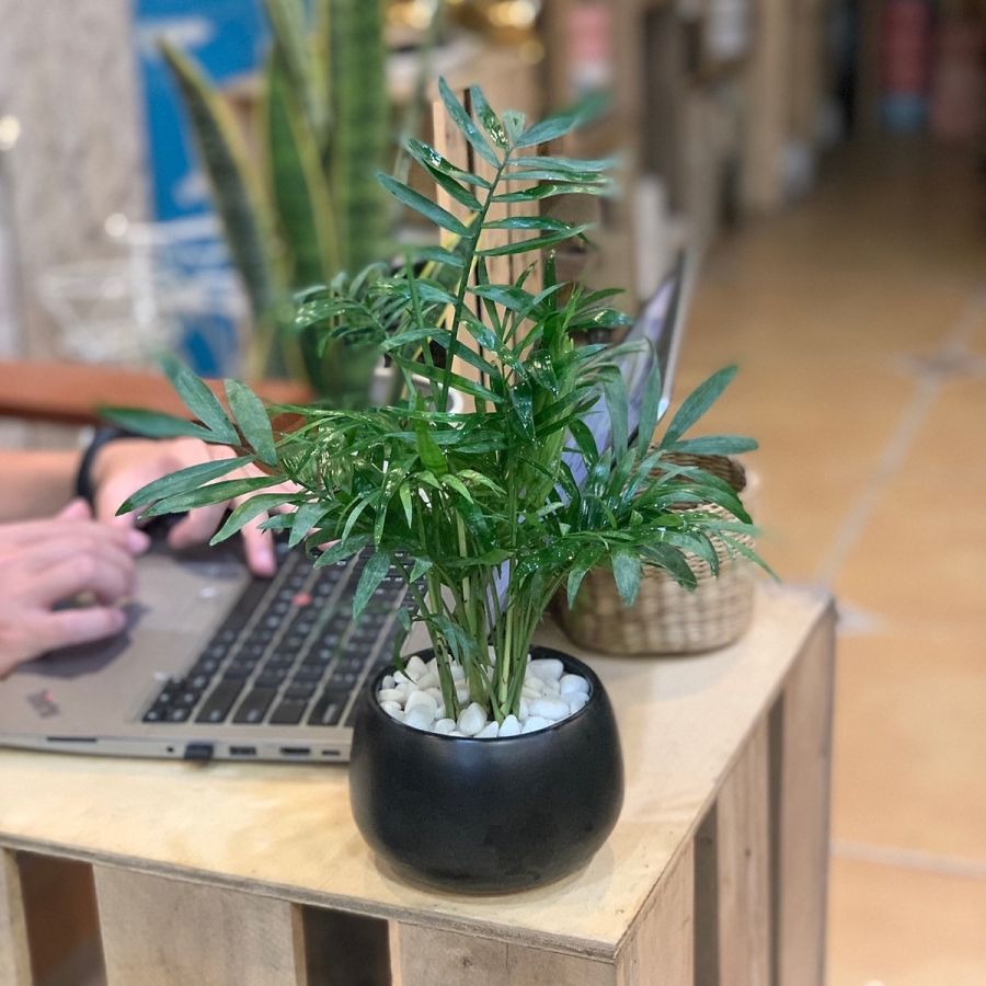 Cây cau tiểu trâm lọc không khí bạn đừng nên bỏ qua 2