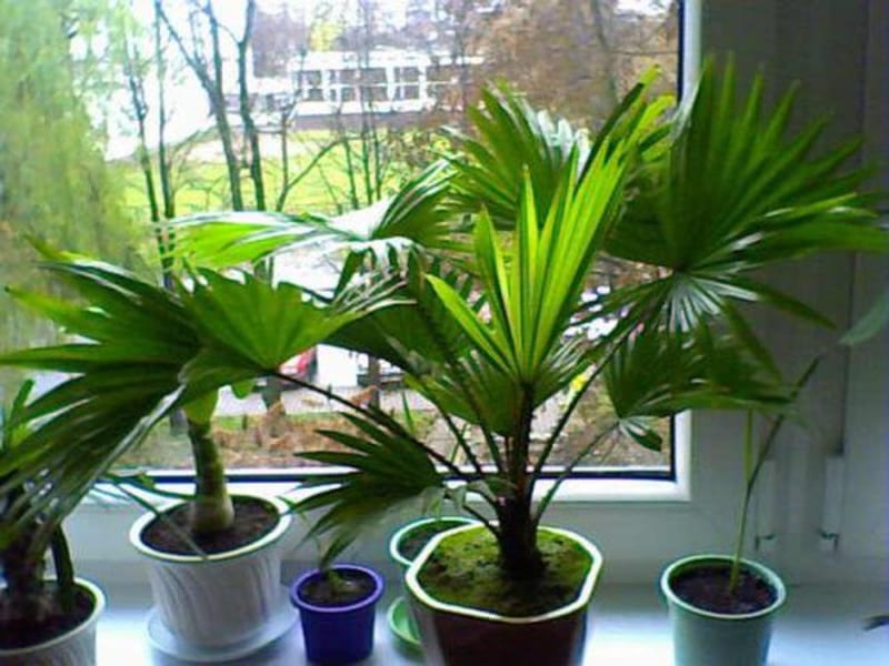 Cây cọ lá tre - mang thiên nhiên Tây Bắc về nhà 3