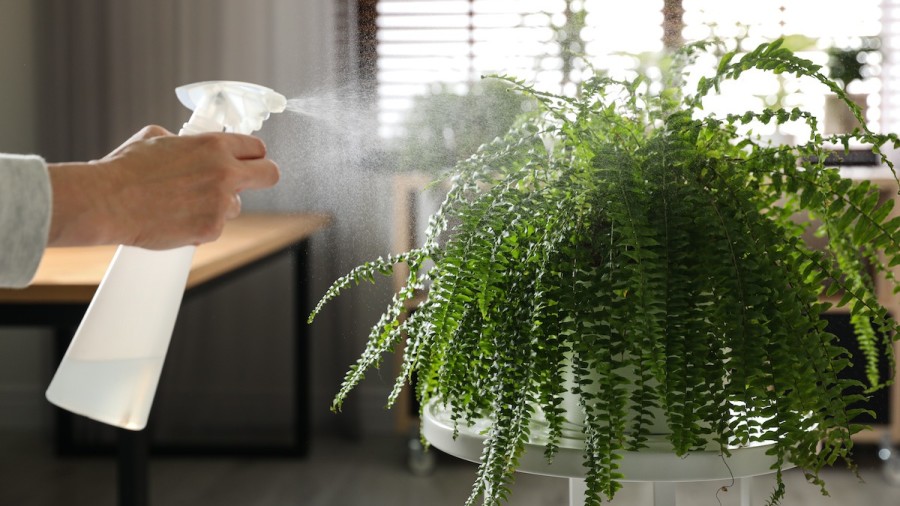 Cây dương xỉ lọc không khí 1