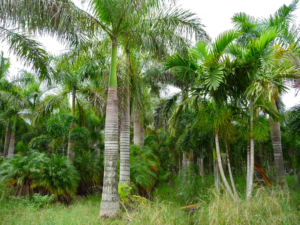 Những cây nội thất trồng trước nhà đem lại may mắn 2