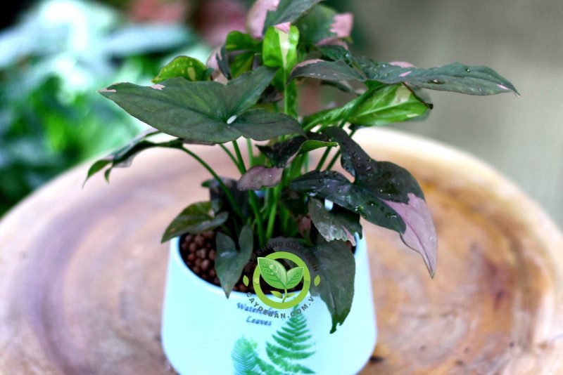 Phương pháp trồng và nhân giống trầu bà hồng đơn giản 3