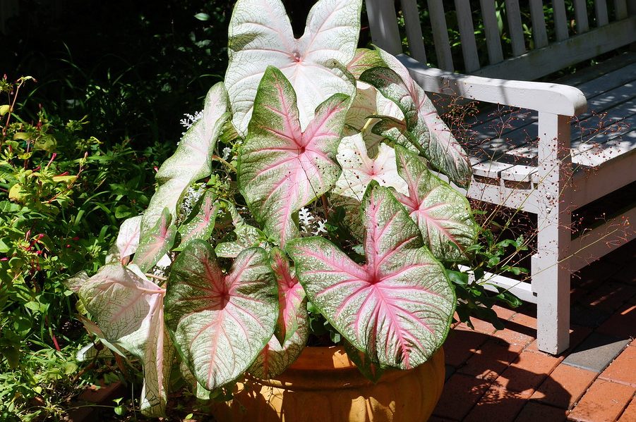 Top 3 lý do bạn nên trưng cây trầu bà hồng trong nhà 3