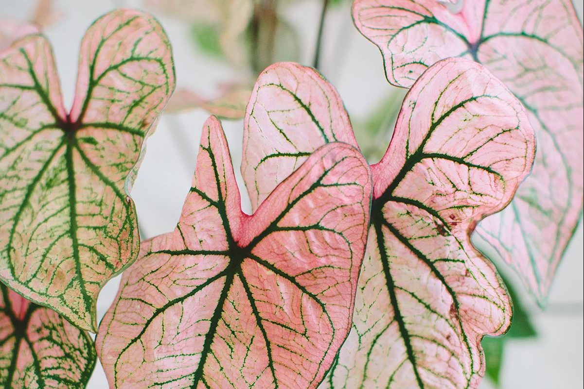 Top 5 cây nội thất nên tránh - tuy thời thượng nhưng khó trồng 2