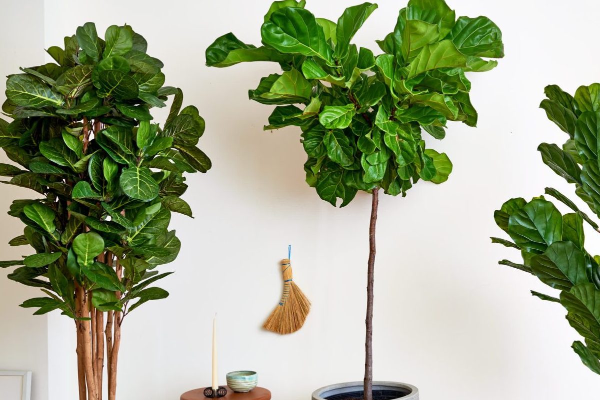 Top 5 cây nội thất nên tránh - tuy thời thượng nhưng khó trồng 4