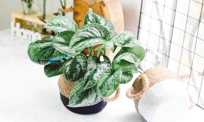Top 5 cây nội thất nên tránh - tuy thời thượng nhưng khó trồng 6