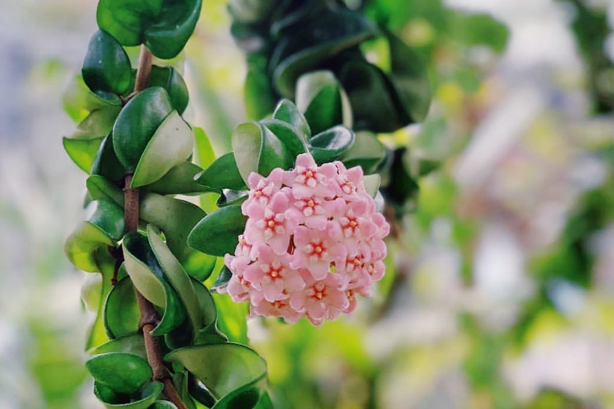 Top 6 cây nội thất đắt tiền nhất 4