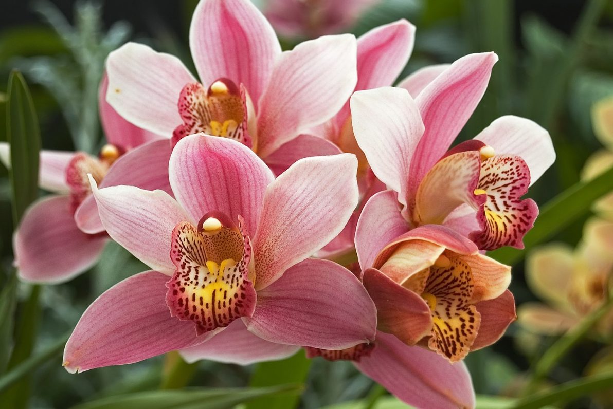 Top 6 cây nội thất đắt tiền nhất 6