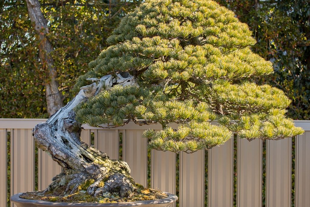 Top 6 cây nội thất đắt tiền nhất 7