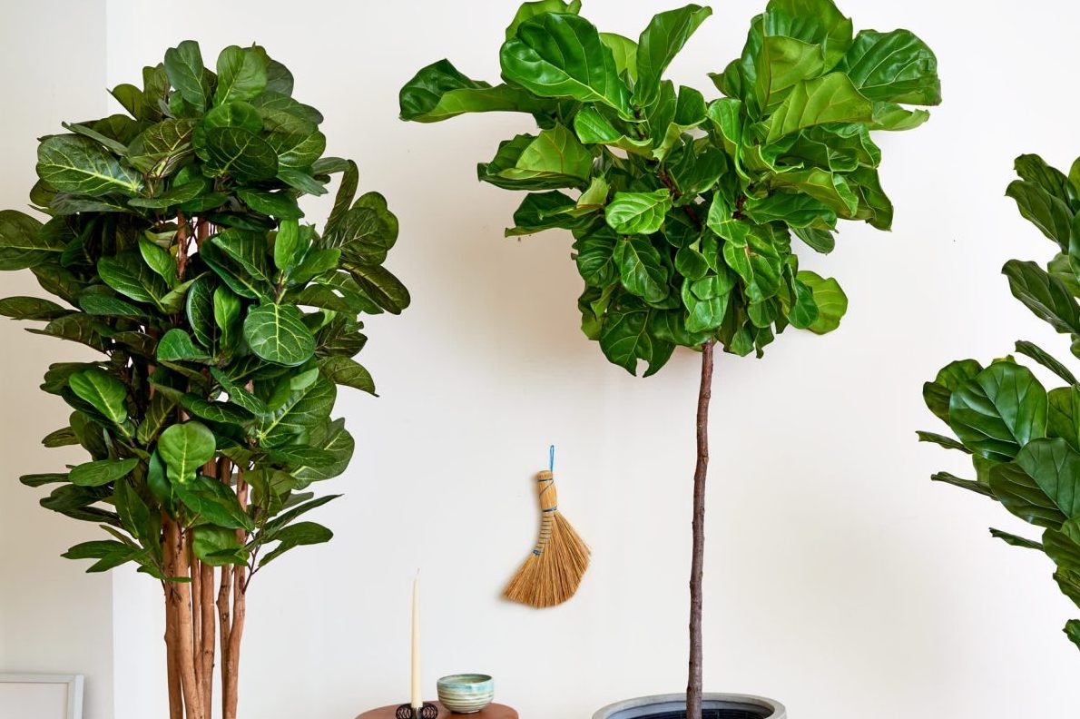 Top 8 cây nội thất lá to lấp đầy khoảng trống nhà bạn 4