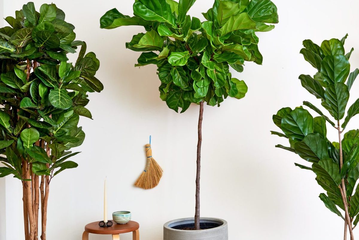 Top 8 cây nội thất tốt cho sức khỏe bạn nên trồng 4