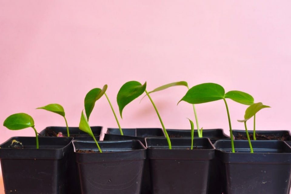 Trồng Monstera Deliciosa bằng hạt giống 3