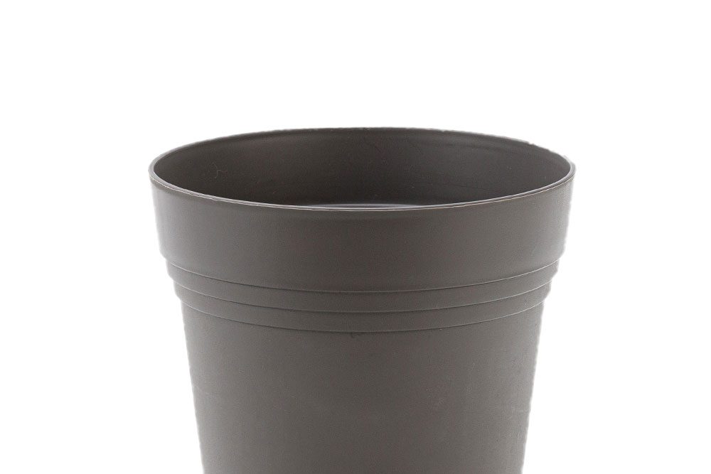 Trồng và chăm sóc cây trầu bà cánh én 4