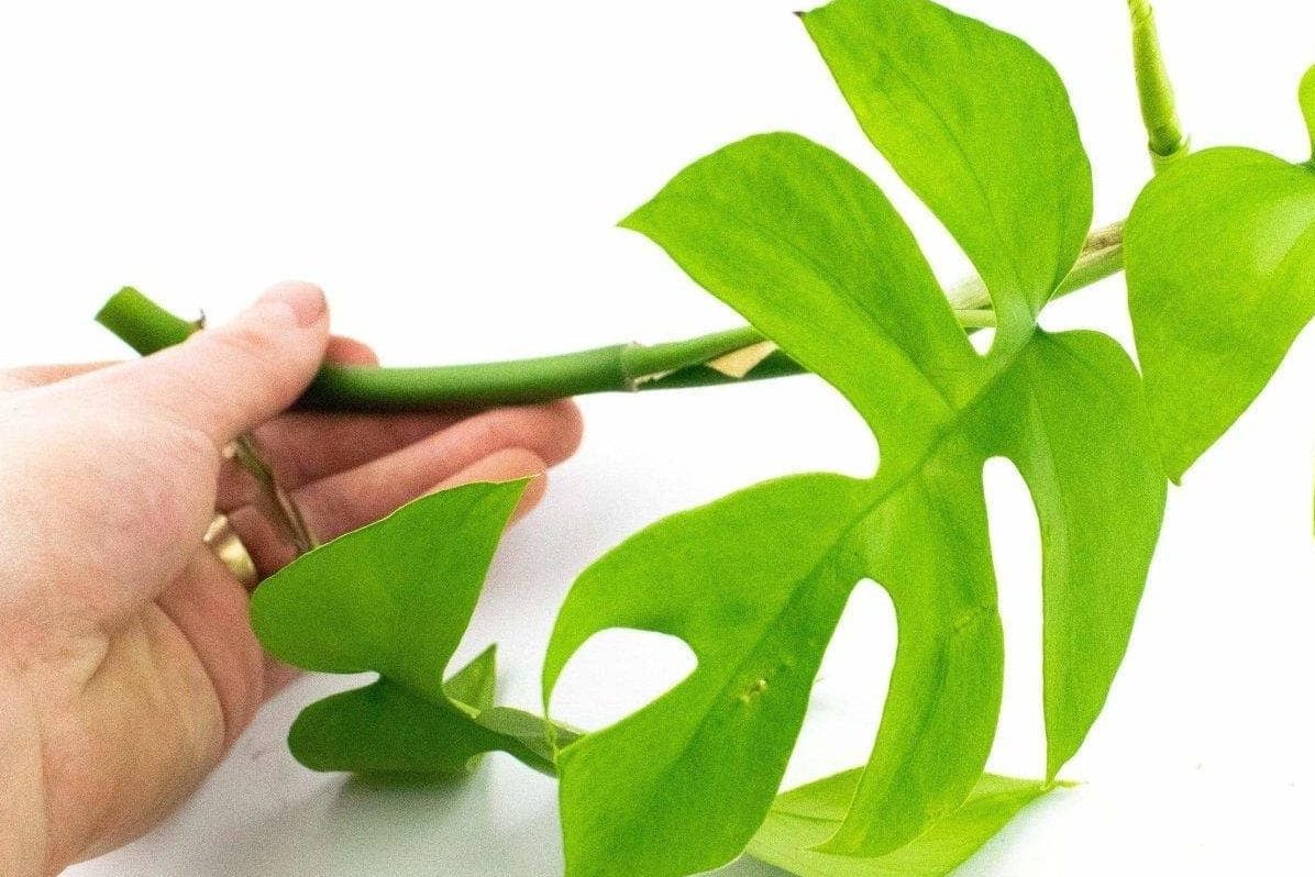 Bí quyết trồng cây Monstera mini cho người mới bắt đầu 2