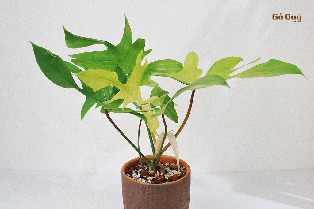 Các loại sâu bệnh thường gặp ở trầu bà cánh én 3