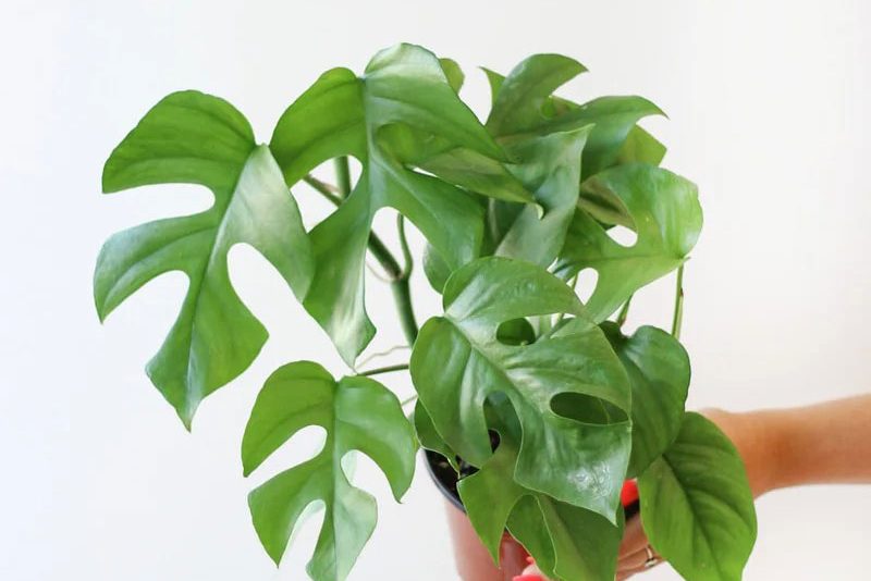 Hô biến cây Monstera mini nhanh lớn 3