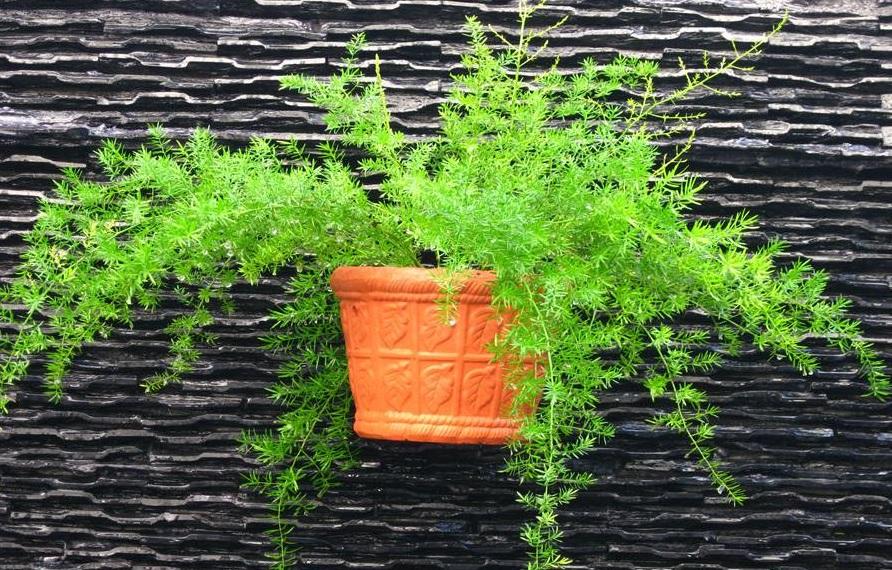 Những cây trúc cảnh phù hợp cho không gian nhà bạn 5