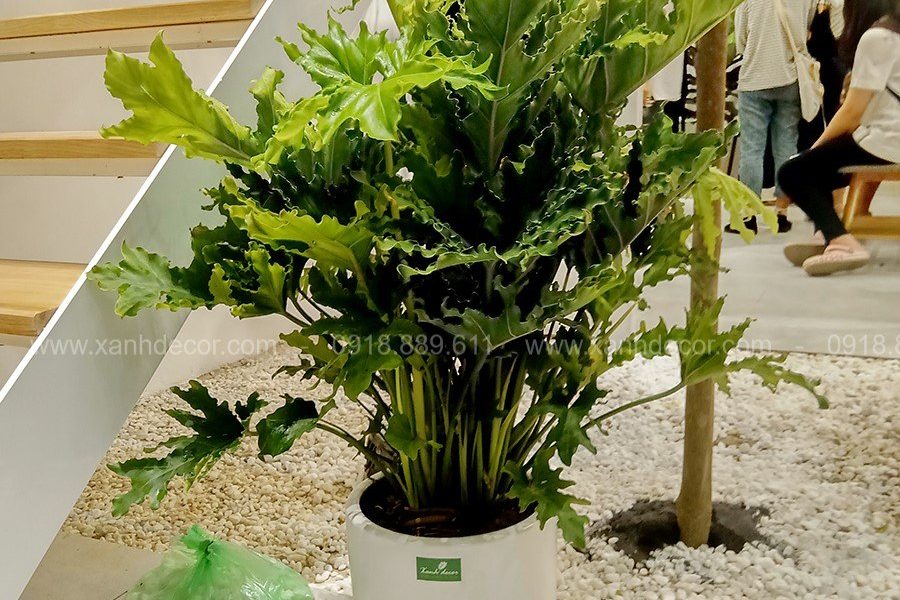 Những fact thú vị về trầu bà tay Phật 4