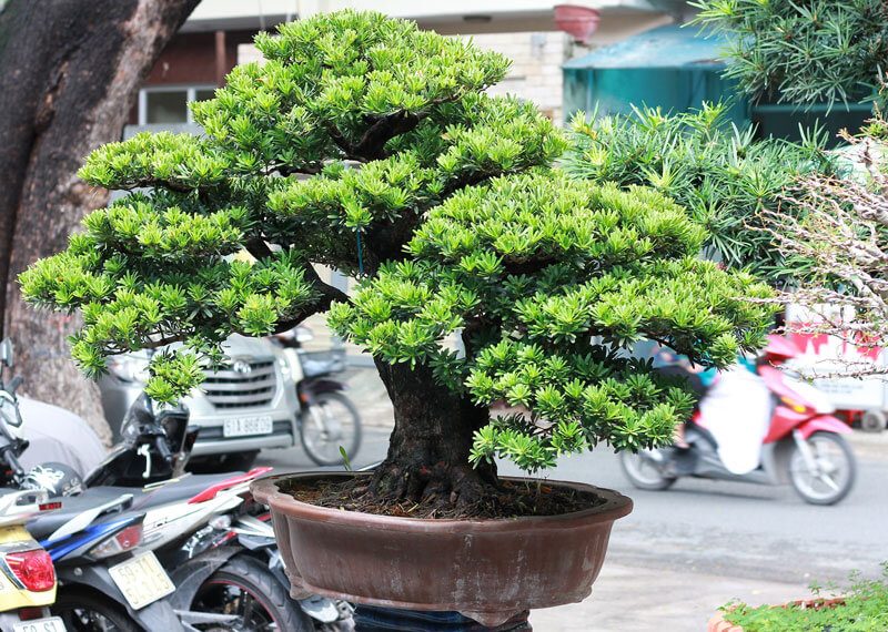Top 3 cây tùng kiểng được ưa chuộng nhất hiện nay 2