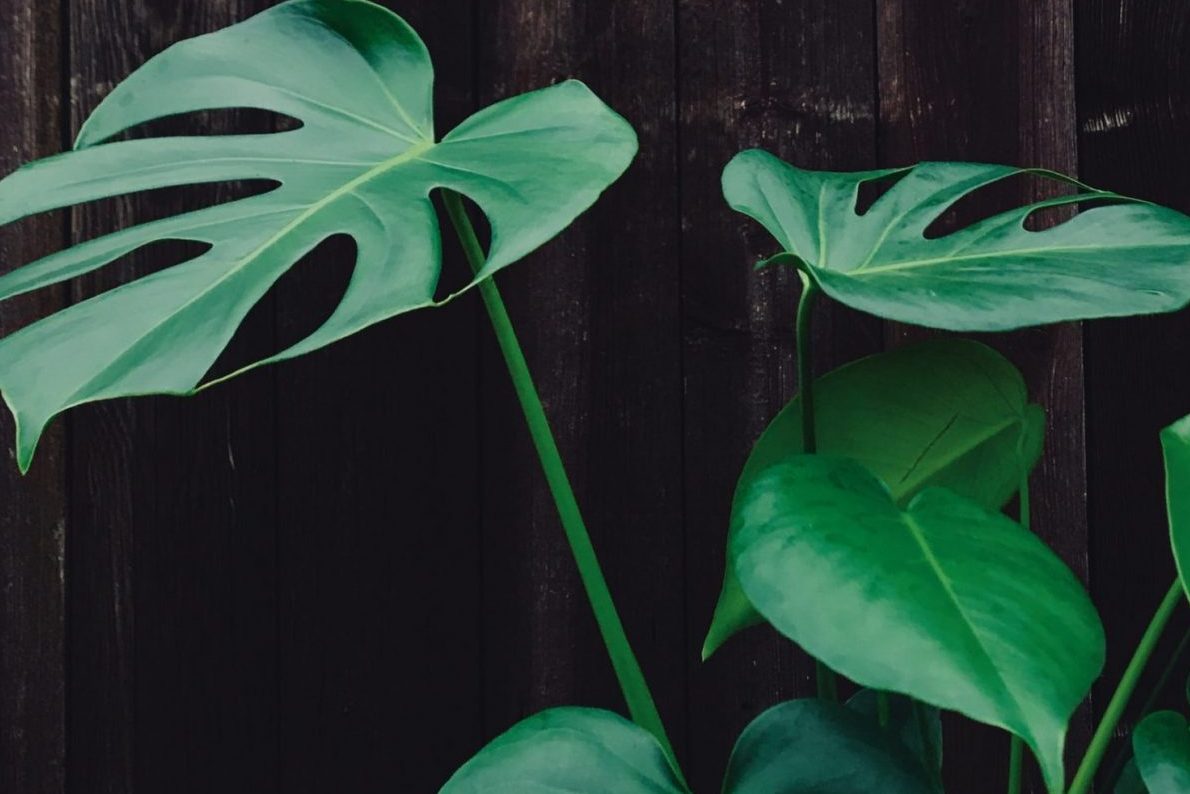 Top 6 cách cải thiện độ ẩm cho Monstera 2