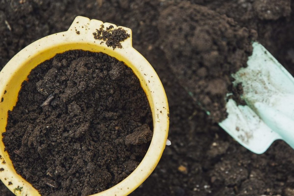 Top 6 cách cải thiện độ ẩm cho Monstera 7