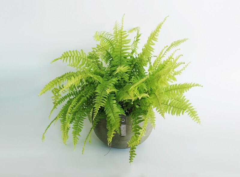 Cách trồng cây dương xỉ treo tạo điểm nhấn cho ngôi nhà 1