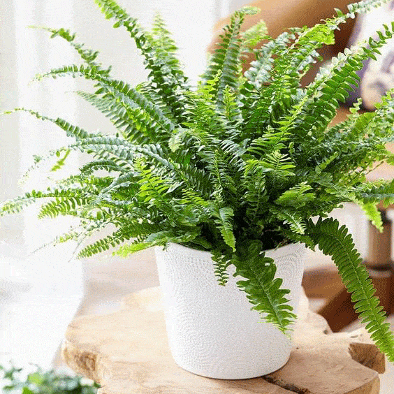 Cách trồng cây dương xỉ treo tạo điểm nhấn cho ngôi nhà 2