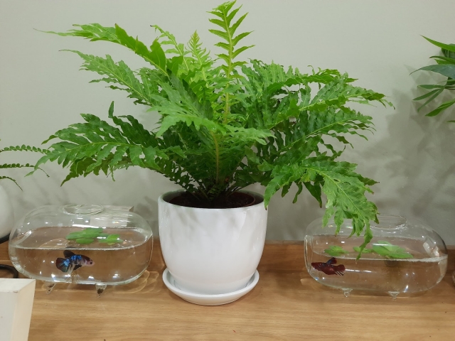 Cây dương xỉ bị rụng lá – Nguyên nhân và cách xử lý 1