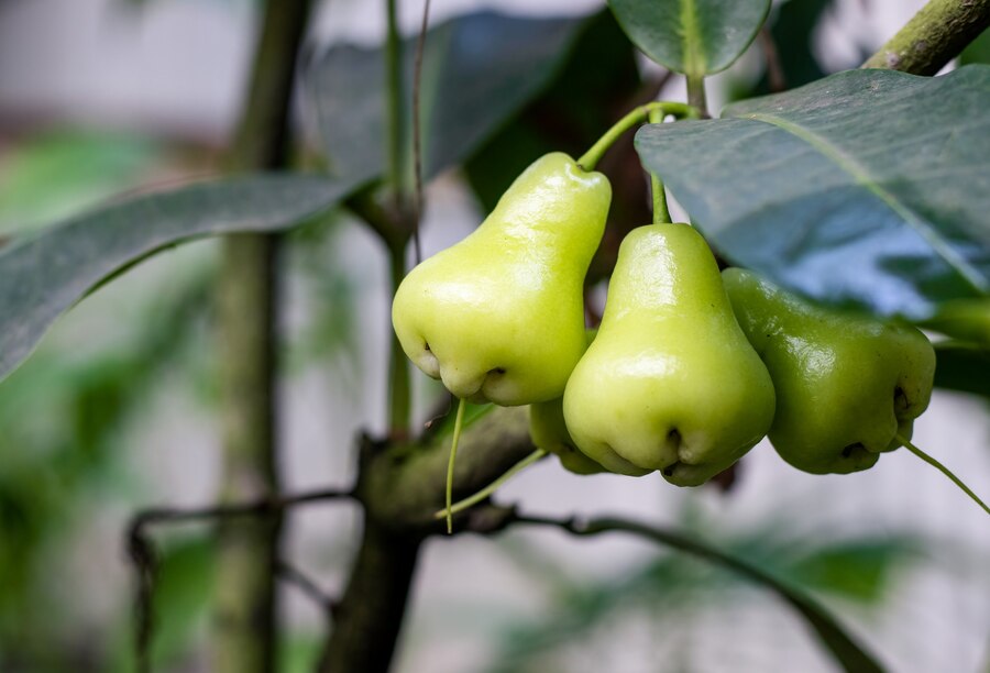 Quả roi - quả mận trồng ban công