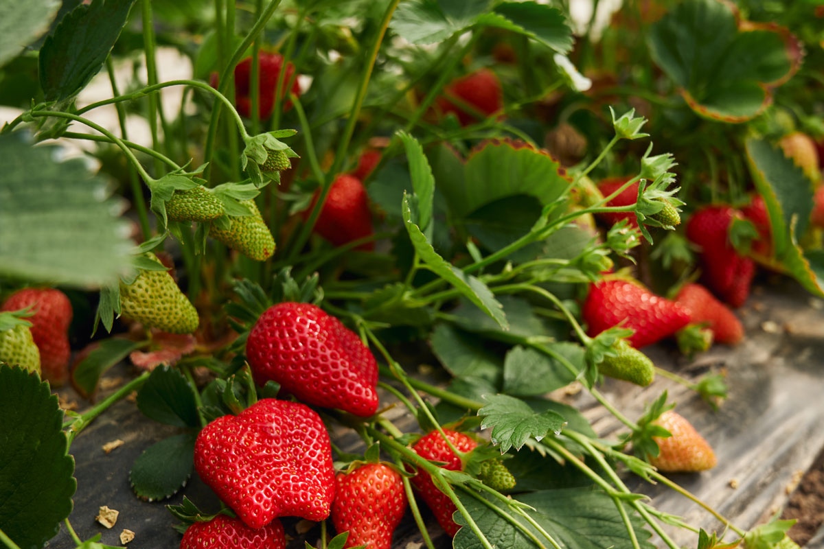 Trồng-dâu-tây-trên-ban-công