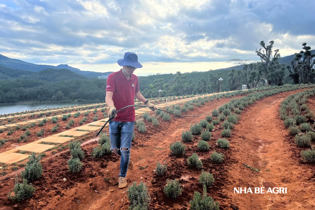 Thi-công-hệ-thống-tưới---rải-ống-xương-cá