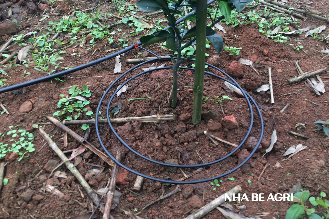 Tưới-nhỏ-giọt-cho-cây-cam