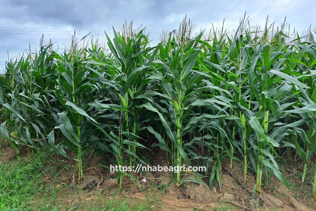 Tưới nhỏ giọt dọc hàng