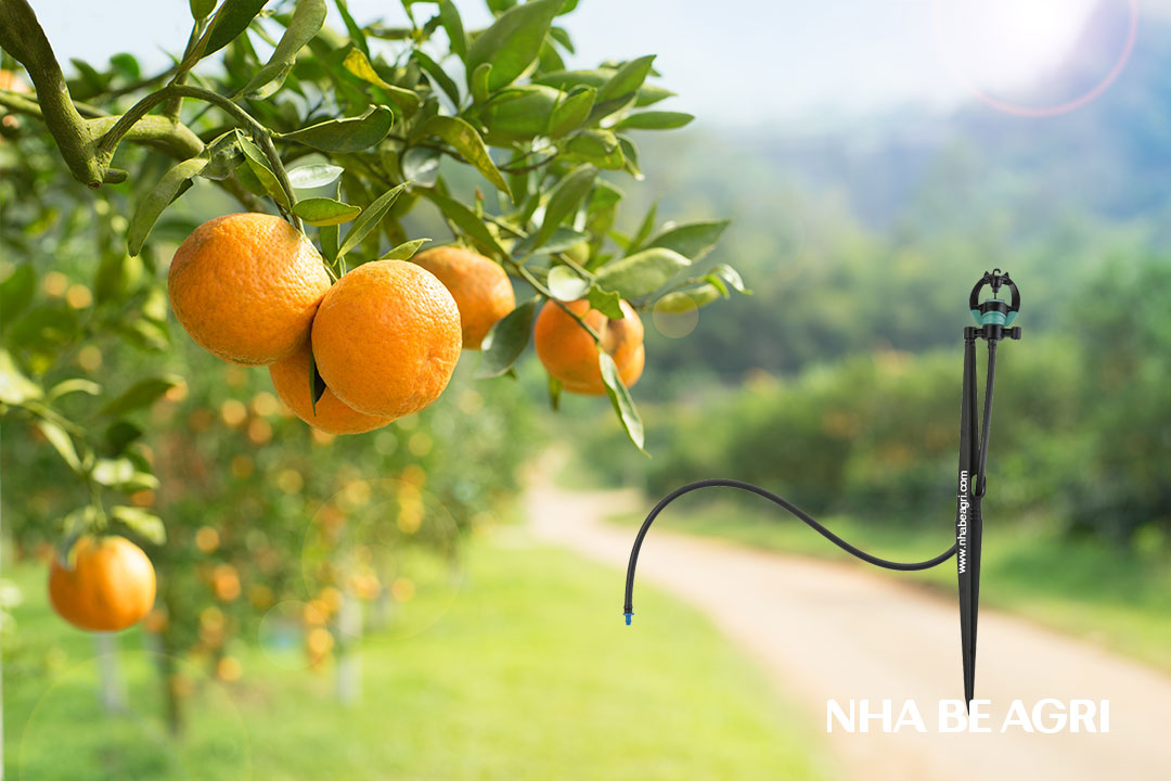 Tưới-phun-mưa-cho-cây-cam