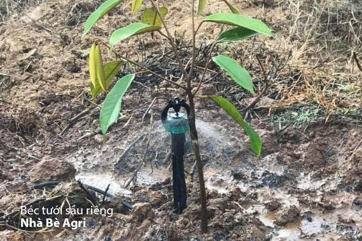 Bec-tuoi-Sau-rieng-S2000